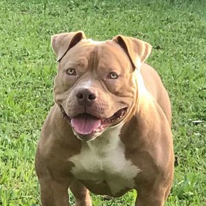 Meet your Posher, Akiem